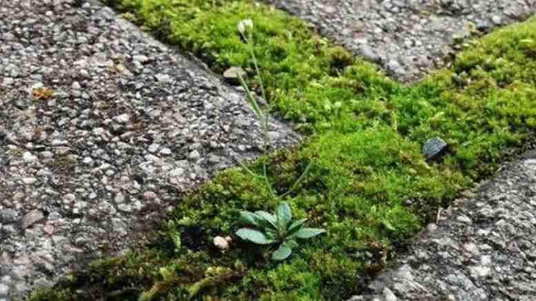 生物学家为博物馆植物收藏提供新的生活