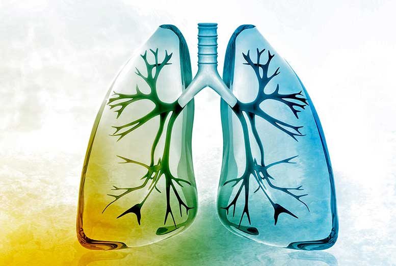 新研究显示甲状腺激素治疗肺纤维化
