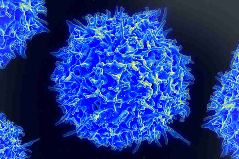 麻省理工学院开发了一种合成基因电路来引发针对癌症的免疫系统攻击