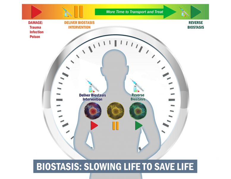 Biostasis计划减慢了生物时间以延长救生治疗的时间