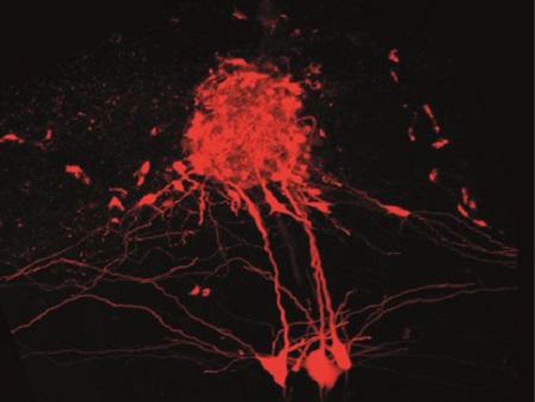 纳米工程师开发了一种新技术来映射大脑中的电路