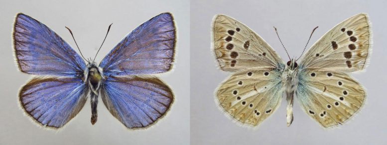 南俄罗斯发现的新蝴蝶物种