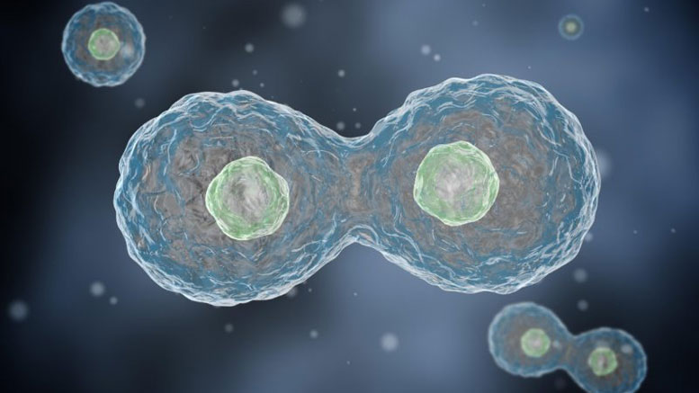 科学家利用DNA复制的节奏杀死癌细胞