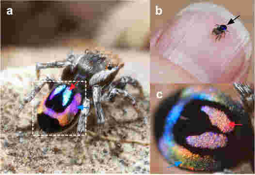 孔雀蜘蛛激发了新的光学技术