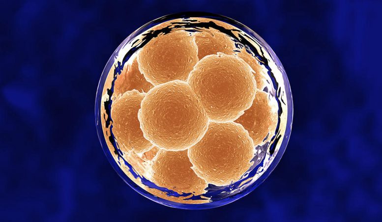 耶鲁研究揭示了IVF冷冻与新鲜胚胎的有趣结果