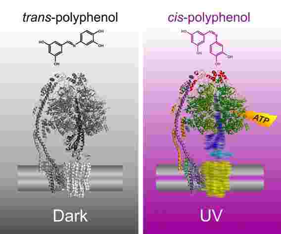 新技术允许科学家使用UV光线开启和关闭ATP合成酶