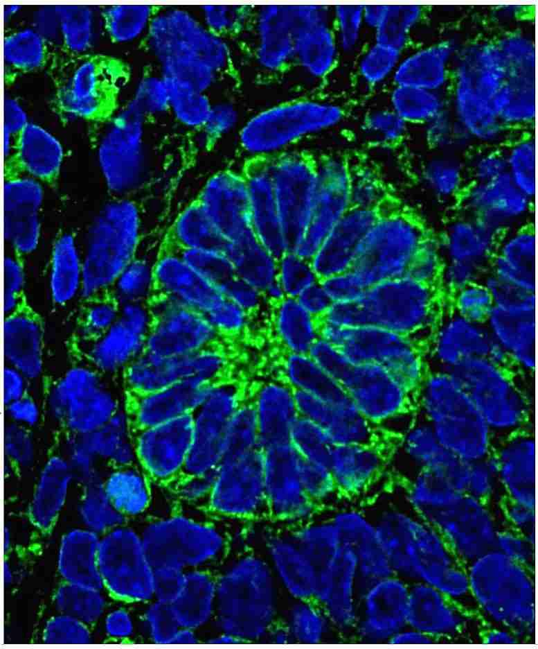 科学家使用干细胞创建功能正常的肾脏组织