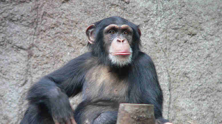 新的黑猩猩研究揭示了人类演变