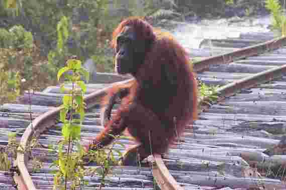 全球对自然资源的需求导致Bornean Orangutans的戏剧性下降