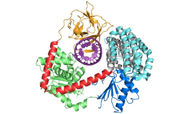 生物学家设计合成分子，以帮助提高免疫系统