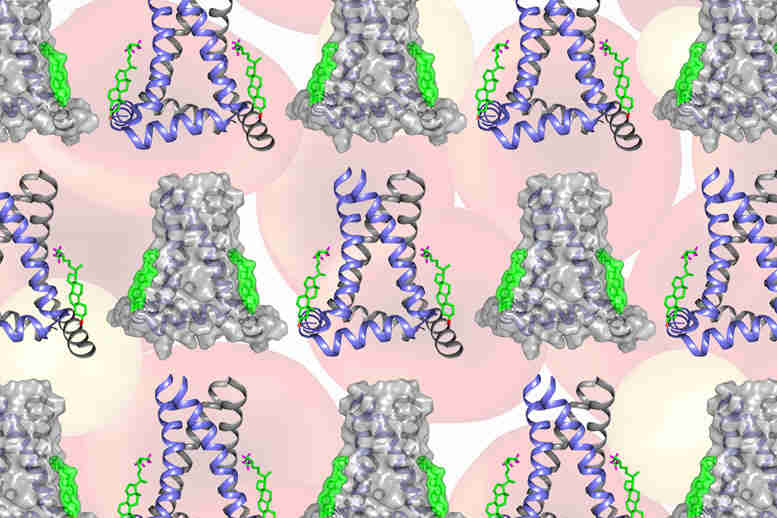 NMR光谱显示胆固醇分子如何与流感蛋白结合