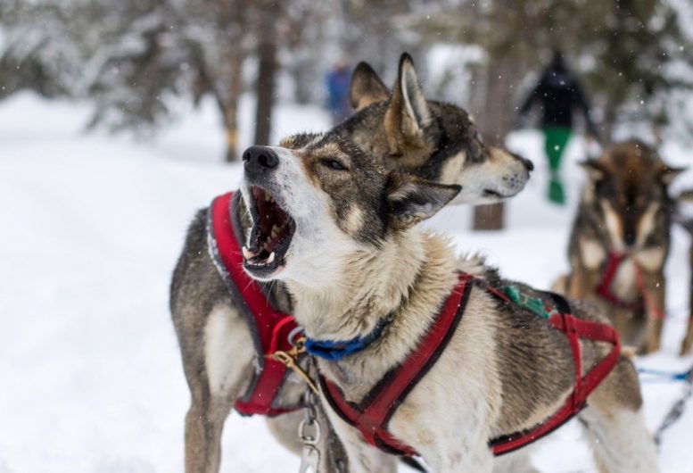 古代犬癌症仍然在10,000年后仍然存在