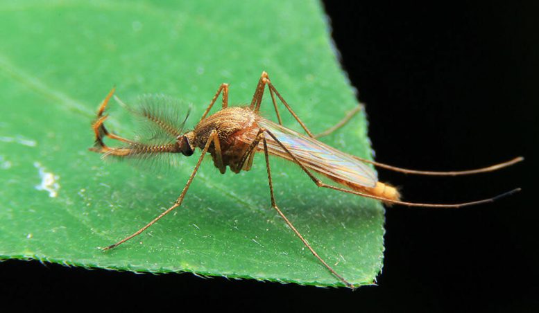 生物学家开发突破性的基于RNA的疗法靶向西尼罗河病毒