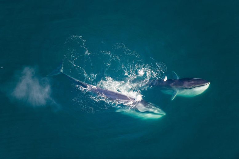 鲸鱼基因组揭示了非凡的进化史