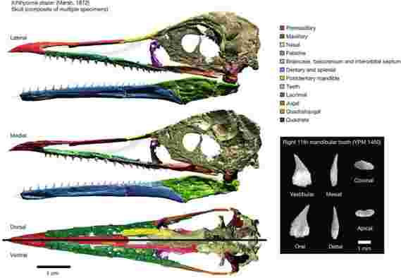科学家们揭示了ICHTHYORNIS DIMPAR的第一个鸟喙，3D头骨