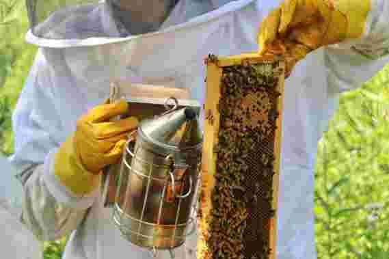 科学家研究“神奇”蜂王浆，用于控制癌症的线索