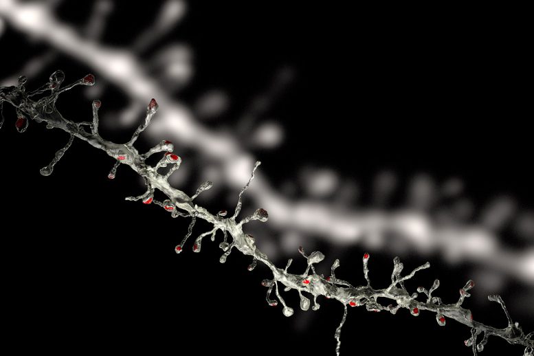 神经科学家发现大脑可塑性的基本规则