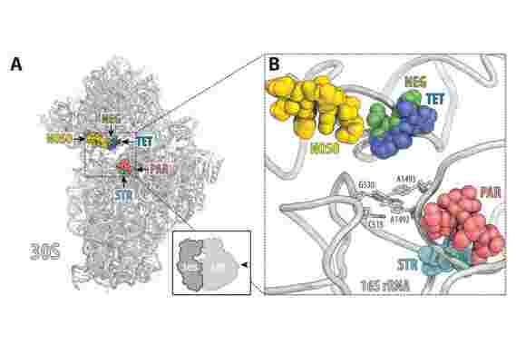 科学家发现新一类抗生素来打击耐药性