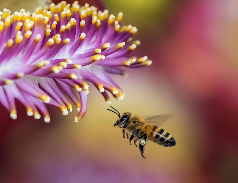 研究人员开发不伤害蜜蜂的自然农药替代品