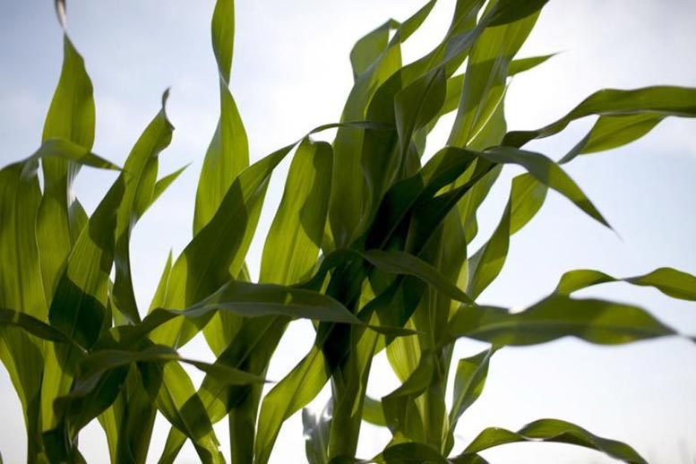 科学家发现了对玉米的隐藏威胁
