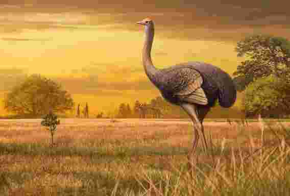 古生物学家发现的鸟比鸵鸟大三倍