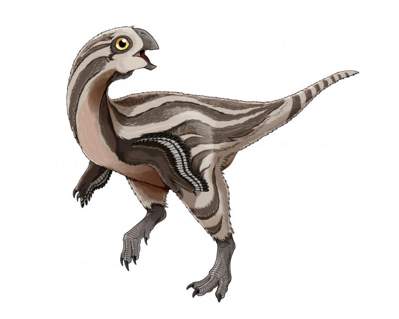 新恐龙物种在蒙古发现，Gobiraptor minutus