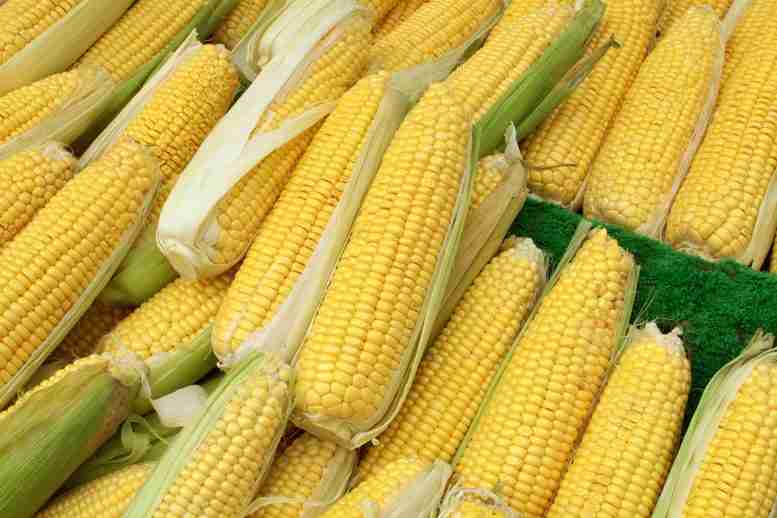 研究人员发现甜玉米种植者可以显着提高产量的简单方法