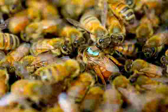 雄性蜜蜂注射与致盲毒素的皇后在性期间
