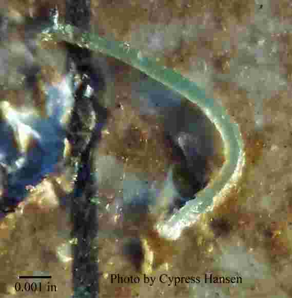 在坦帕湾的水域发现了40亿个微塑性颗粒
