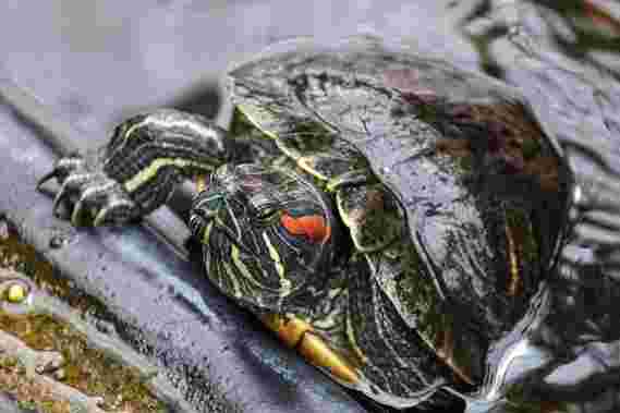 红耳滑鼠入侵者正在伤害加利福尼亚的土龟