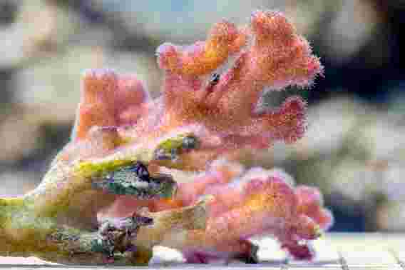 令人难以置信的方式珊瑚帮助他们的后代生存气候变化[视频]