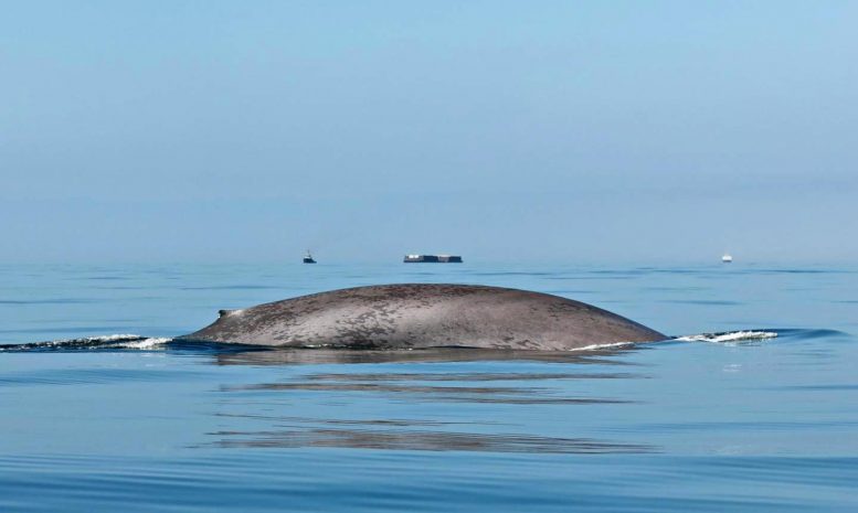 电子跟踪为两种最大的鲸鱼物种的行为提供了新的见解