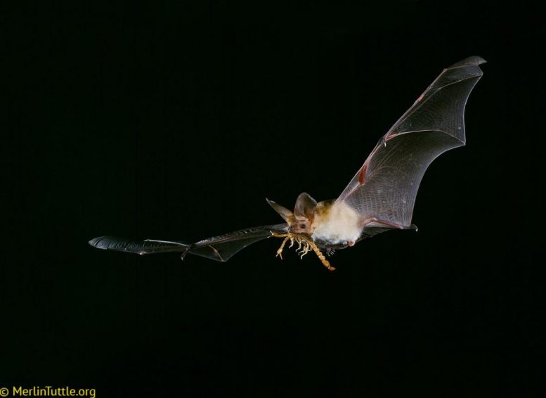 蝙蝠使用私人和社交信息捕杀他们的猎物