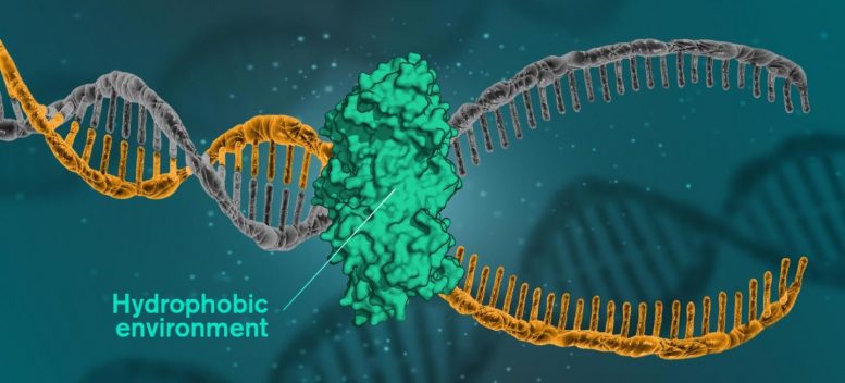 关于如何通过疏水作用将DNA结合在一起的新见解