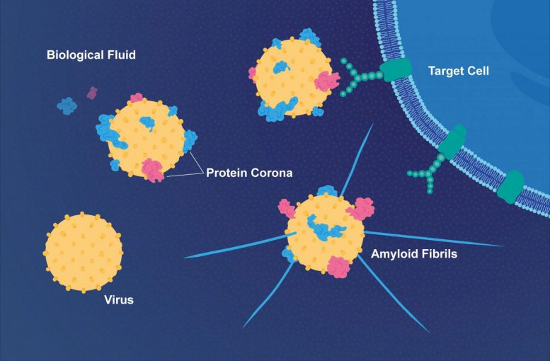 '蛋白质外套'使病毒更加传染，与阿尔茨海默病联系起来