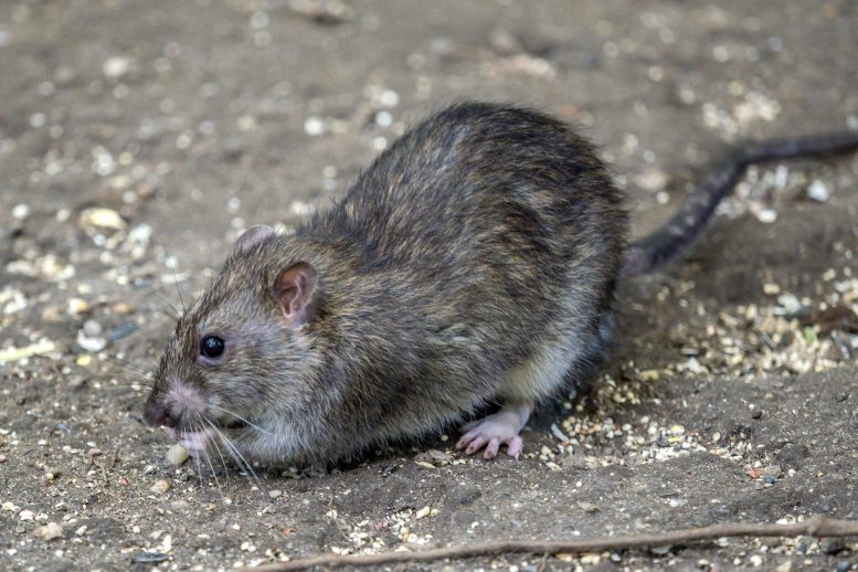 纽约市的科学家使用信息素来跟踪大鼠