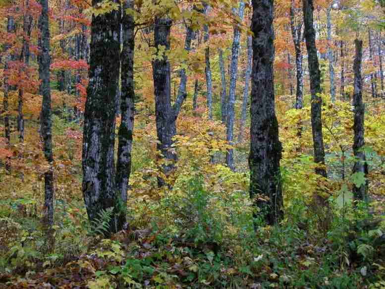 新罕布什尔州的积极管理森林富含碳