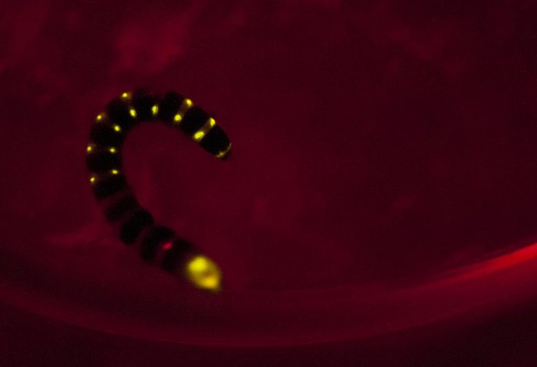 铁路蠕虫发出红光–现在科学家终于知道它是如何工作的