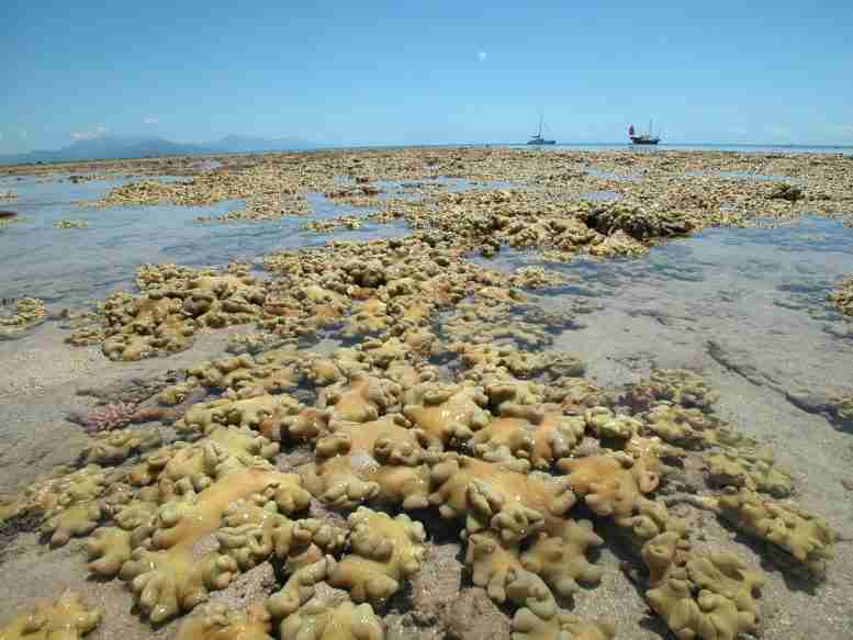 新的研究揭示了澳大利亚大堡礁的戏剧性变化