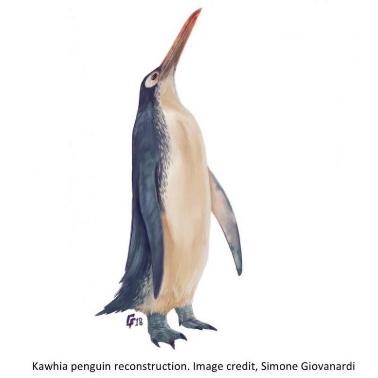 在新西兰发现的灭绝巨型企鹅物种的卓越化石