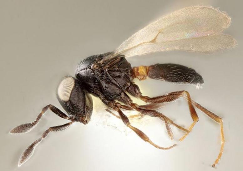 最近发现的寄生黄蜂是北美的严重外星虫害虫的敌人