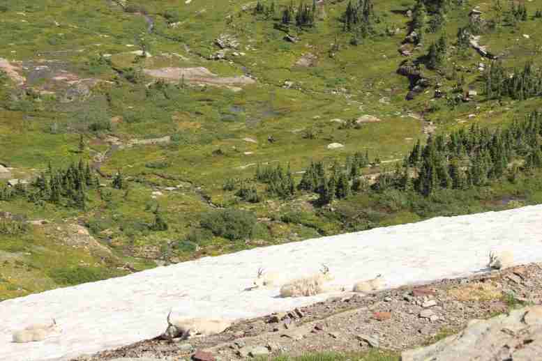 空调失败了冰川国家公园的标志性山山羊