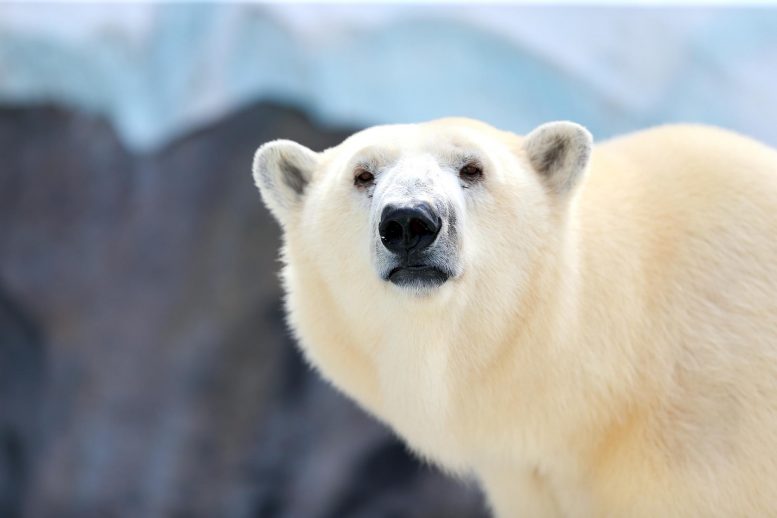 海上的北极熊有比在陆地上留在陆地上的污染水平更高 - 这就是为什么