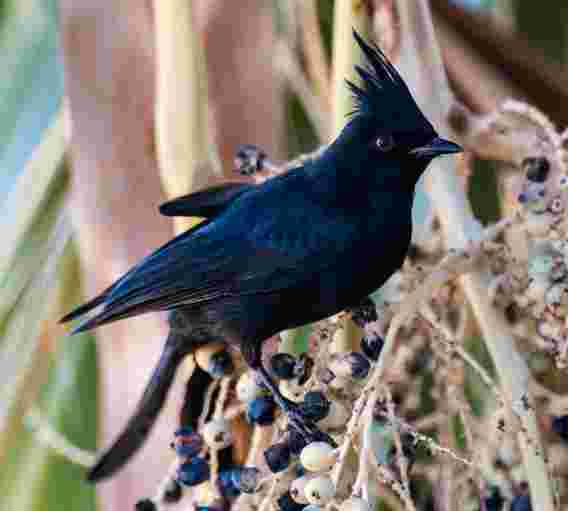 GPS跟踪揭示了加利福尼亚鸟类中罕见的“流动繁殖”行为