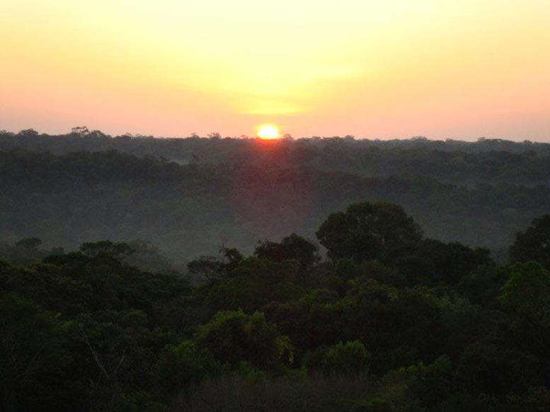 亚马逊的更大进化多样性与更多的森林生产力相关