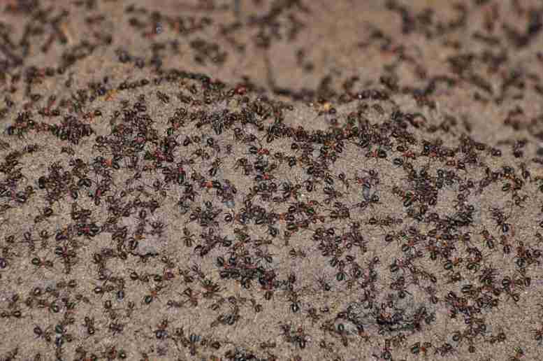 食人族木材蚂蚁被困在波兰核武器碉堡 - 这是发生的事情