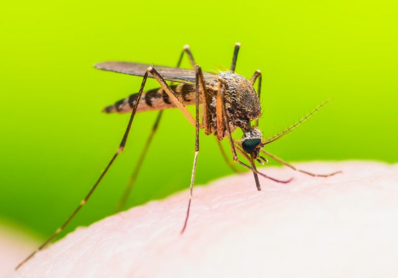 Zika病毒疫苗突破 - 可能导致全球消除疾病