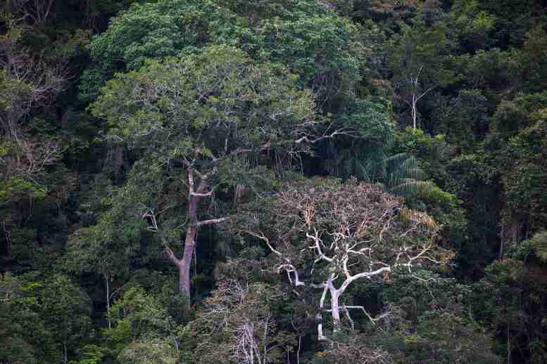 人类的活动正在干燥亚马逊 - 生态系统容易受到火灾和干旱的影响