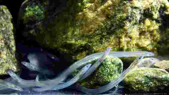在欧洲玻璃鳗鱼中发现的“磁性”记忆
