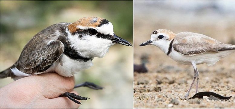 科学家确定了一种新的鸟类：它看起来与彼此相同的基因